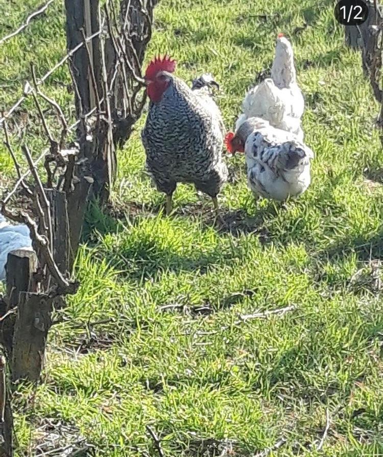 Vila Floressens En Champagne Terrasse Privative Sur Le Vignoble Fleury-la-Riviere Exteriér fotografie