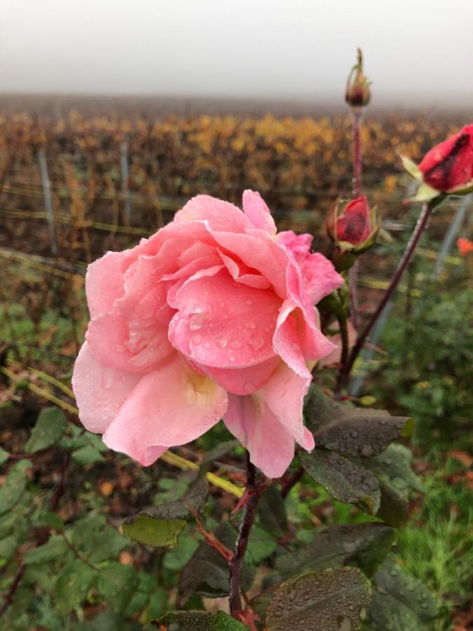 Vila Floressens En Champagne Terrasse Privative Sur Le Vignoble Fleury-la-Riviere Exteriér fotografie