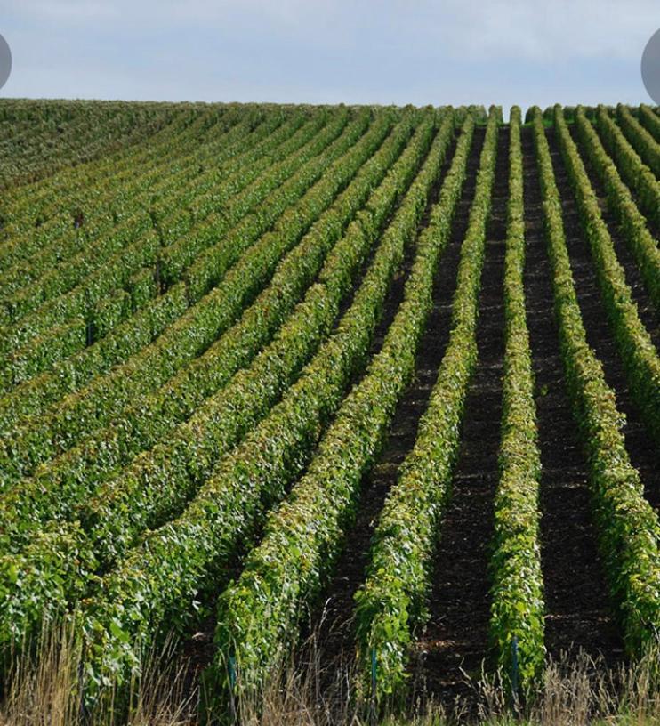 Vila Floressens En Champagne Terrasse Privative Sur Le Vignoble Fleury-la-Riviere Exteriér fotografie